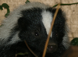 Striped Skunk